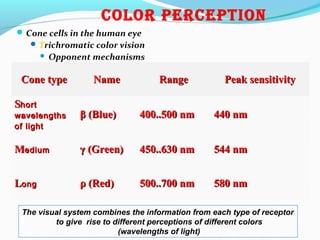 cOlOr perceptiOn
Cone cells in the human eye
Trichromatic color vision
 Opponent mechanisms
Cone typeCone type NameName RangeRange Peak sensitivityPeak sensitivity
SShorthort
wavelengthswavelengths
of lightof light
β (Blue)β (Blue) 400..500 nm400..500 nm 440 nm440 nm
MMediumedium γ (Green)γ (Green) 450..630 nm450..630 nm 544 nm544 nm
LLongong ρ (Red)ρ (Red) 500..700 nm500..700 nm 580 nm580 nm
The visual system combines the information from each type of receptor
to give rise to different perceptions of different colors
(wavelengths of light)
 