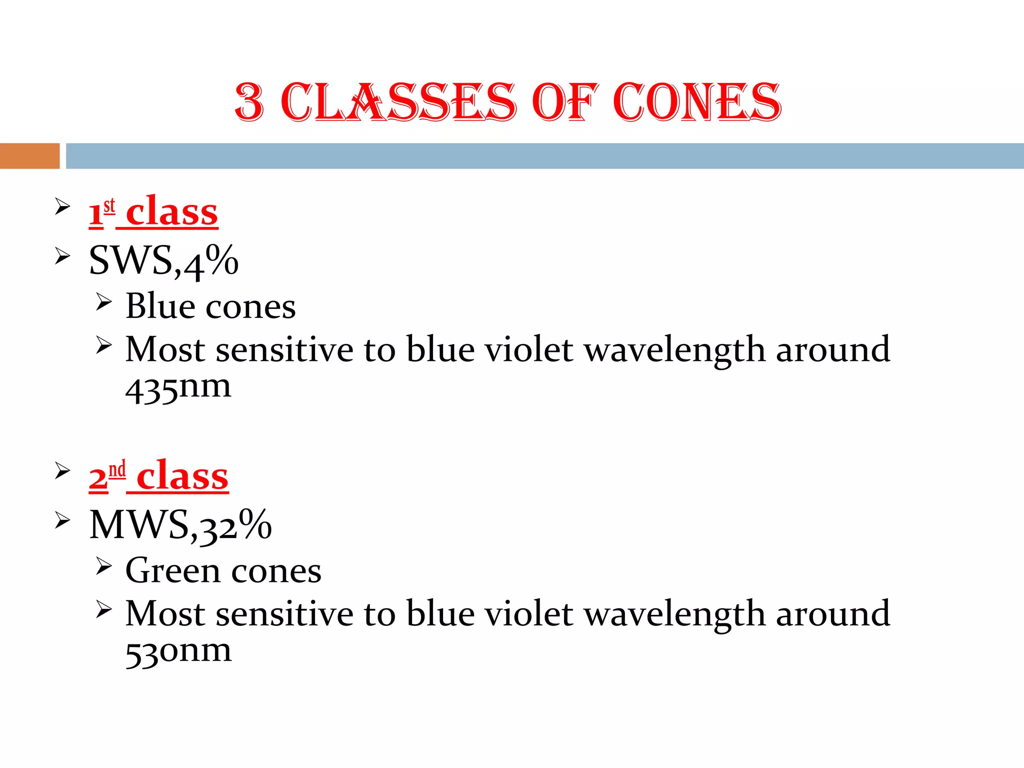 3 CLASSES Of CONES
 1st
class
 SWS,4%
 Blue cones
 Most sensitive to blue violet wavelength around
435nm
 2nd
class
 MWS,32%
 Green cones
 Most sensitive to blue violet wavelength around
530nm
 