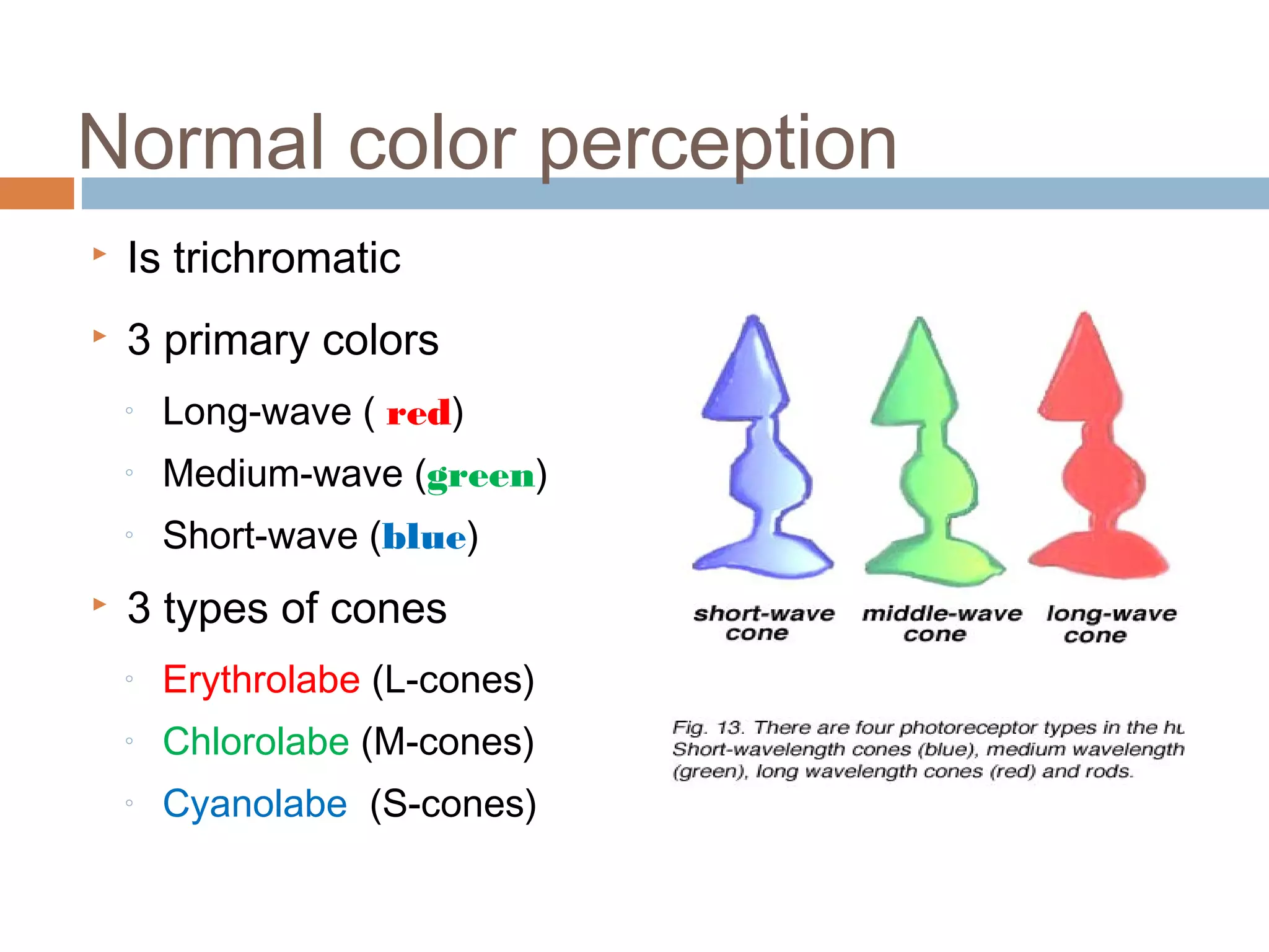  Is trichromatic
 3 primary colors
◦ Long-wave ( red)
◦ Medium-wave (green)
◦ Short-wave (blue)
 3 types of cones
◦ Erythrolabe (L-cones)
◦ Chlorolabe (M-cones)
◦ Cyanolabe (S-cones)
Normal color perception
 