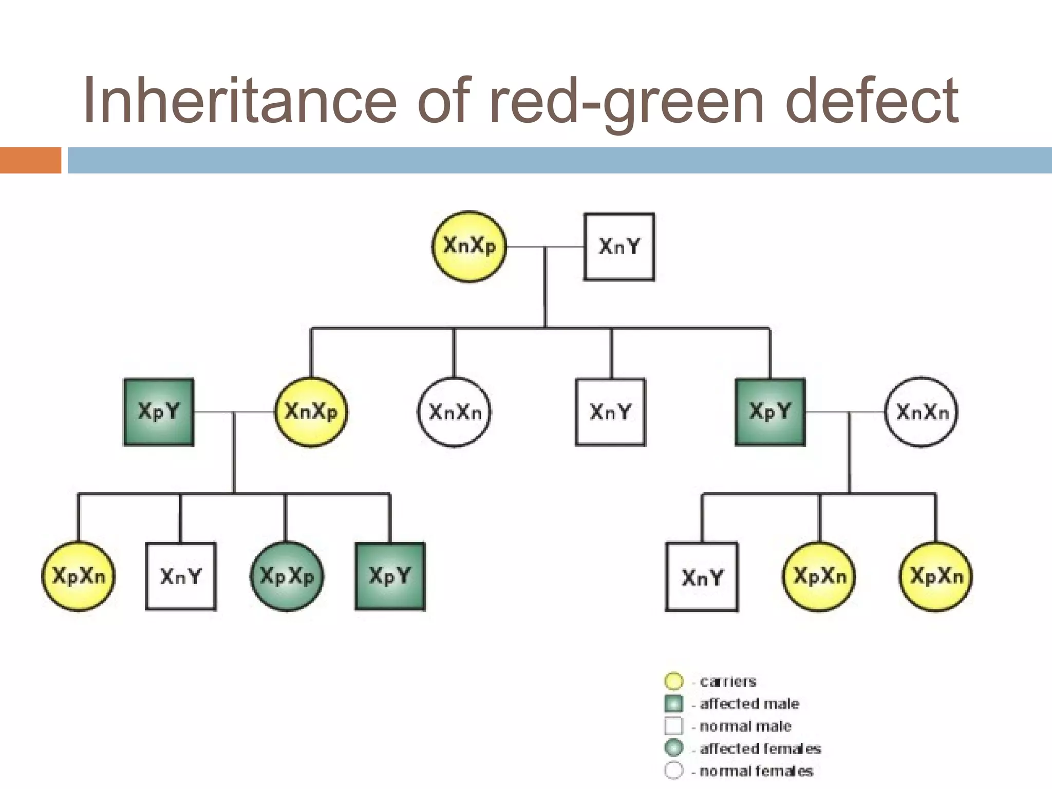 Inheritance of red-green defect
 