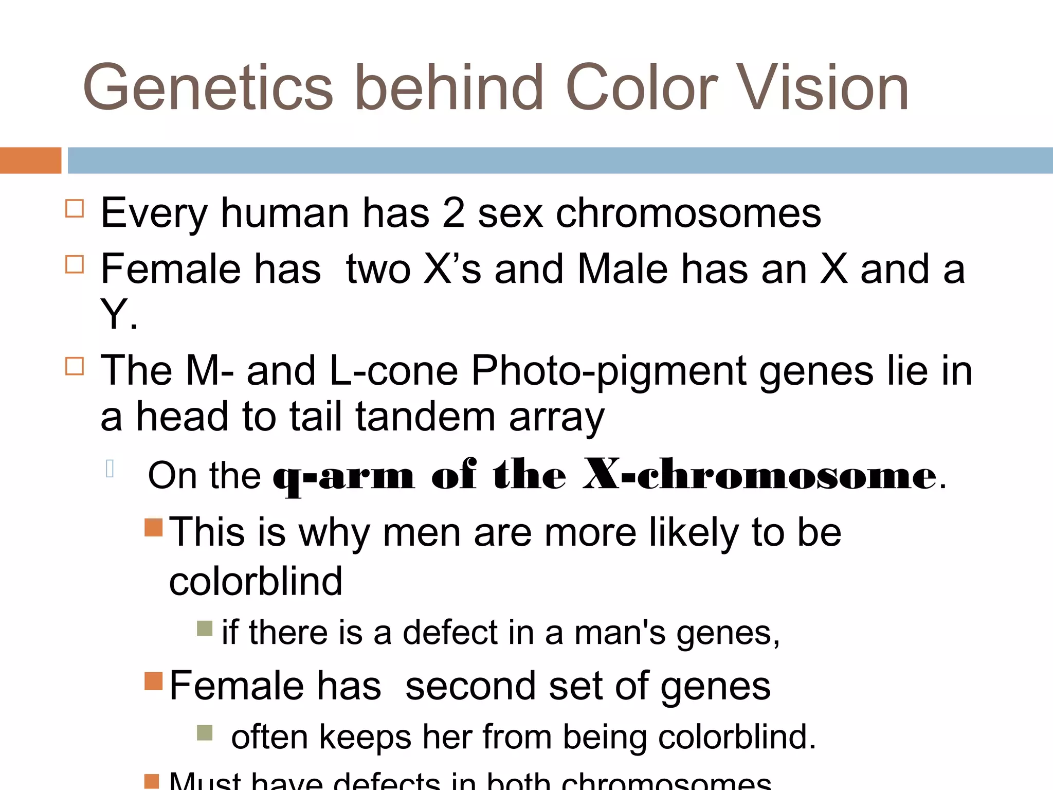Genetics behind Color Vision
 Every human has 2 sex chromosomes
 Female has two X’s and Male has an X and a
Y.  
 The M- and L-cone Photo-pigment genes lie in
a head to tail tandem array
 On the q-arm of the X-chromosome.
This is why men are more likely to be
colorblind
 if there is a defect in a man's genes,
Female has second set of genes
 often keeps her from being colorblind.  
 