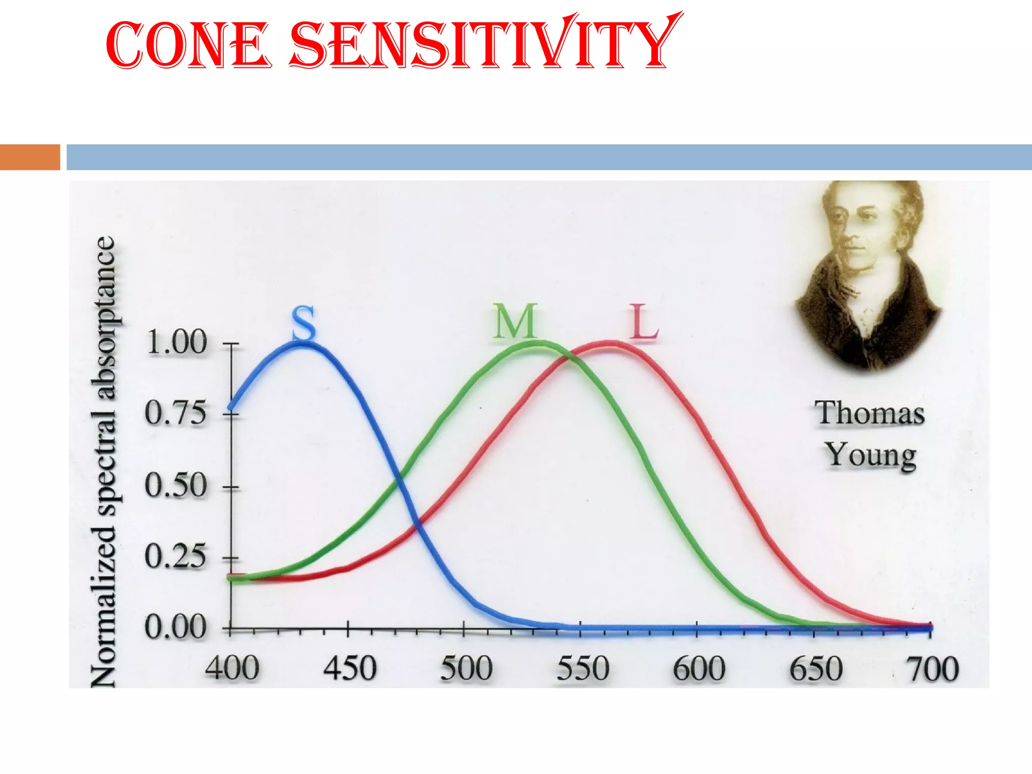 CONE SENSItIVItY
 
