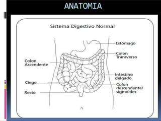 ANATOMIA
 