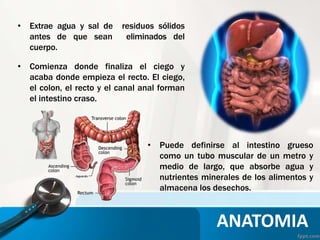 ANATOMIA
• Extrae agua y sal de residuos sólidos
antes de que sean eliminados del
cuerpo.
• Comienza donde finaliza el ciego y
acaba donde empieza el recto. El ciego,
el colon, el recto y el canal anal forman
el intestino craso.
• Puede definirse al intestino grueso
como un tubo muscular de un metro y
medio de largo, que absorbe agua y
nutrientes minerales de los alimentos y
almacena los desechos.
 