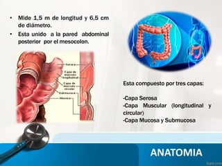 ANATOMIA
• Mide 1,5 m de longitud y 6,5 cm
de diámetro.
• Esta unido a la pared abdominal
posterior por el mesocolon.
Esta compuesto por tres capas:
-Capa Serosa
-Capa Muscular (longitudinal y
circular)
-Capa Mucosa y Submucosa
 