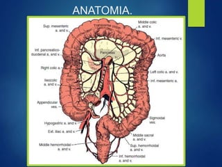 ANATOMIA.
 