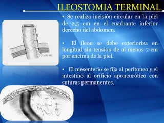 ILEOSTOMIA TERMINAL
• Se realiza incisión circular en la piel
de 2,5 cm en el cuadrante inferior
derecho del abdomen.
• El íleon se debe exterioriza en
longitud sin tensión de al menos 7 cm
por encima de la piel.
• El mesenterio se fija al peritoneo y el
intestino al orificio aponeurótico con
suturas permanentes.
 