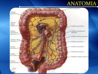 ANATOMIA
 