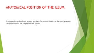 ANATOMICAL POSITION OF THE ILEUM.
The ileum is the final and longest section of the small intestine, located between
the jejunum and the large intestine (colon).
 
