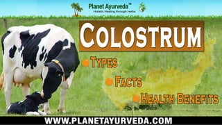 Scow Types Colostrum - Types, Cow Colostrum, Health Benefits & Facts | PPTX