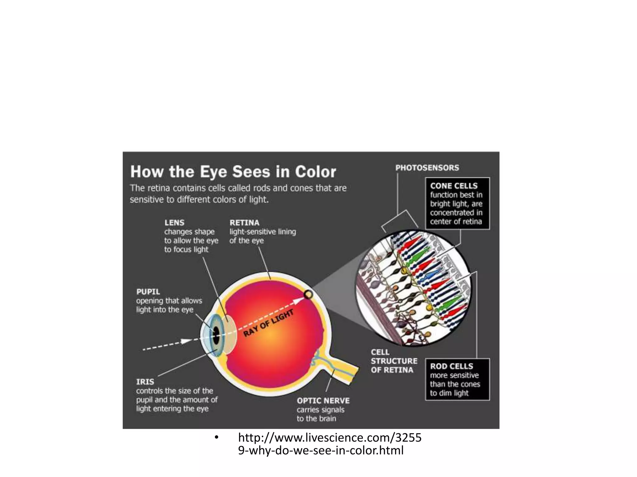 • http://www.livescience.com/3255
9-why-do-we-see-in-color.html
 