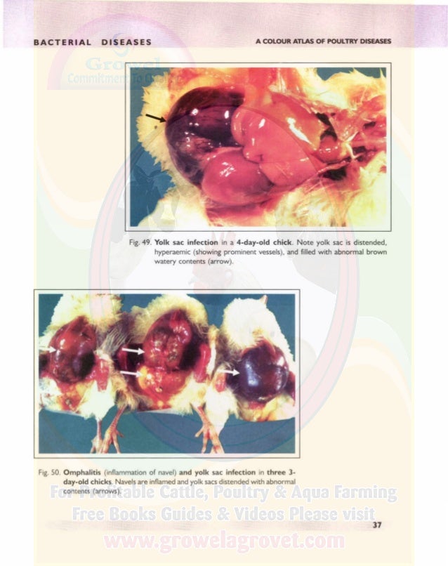 pdf calcified tissues 1965 proceedings of the third european symposium on calcified tissues held at davos switzerland