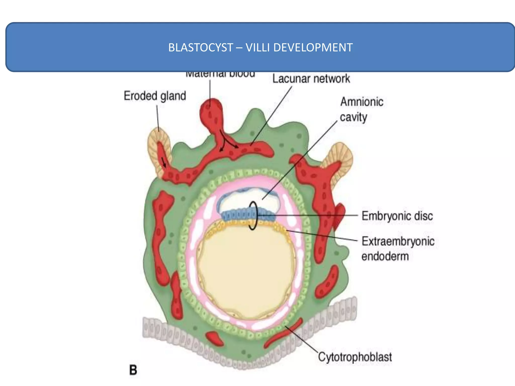 BLASTOCYST – VILLI DEVELOPMENT
 