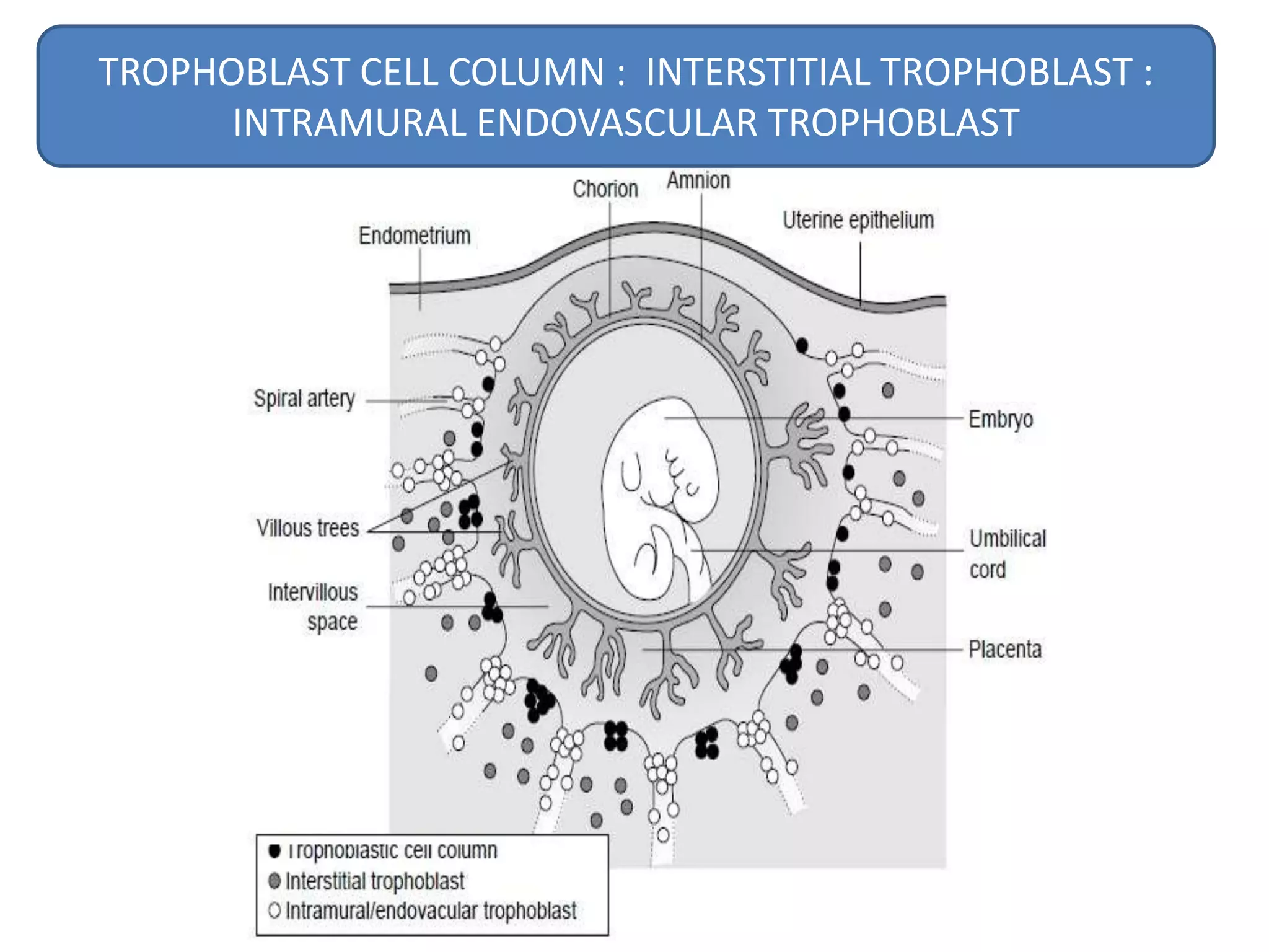 TROPHOBLAST CELL COLUMN : INTERSTITIAL TROPHOBLAST :
      INTRAMURAL ENDOVASCULAR TROPHOBLAST
 