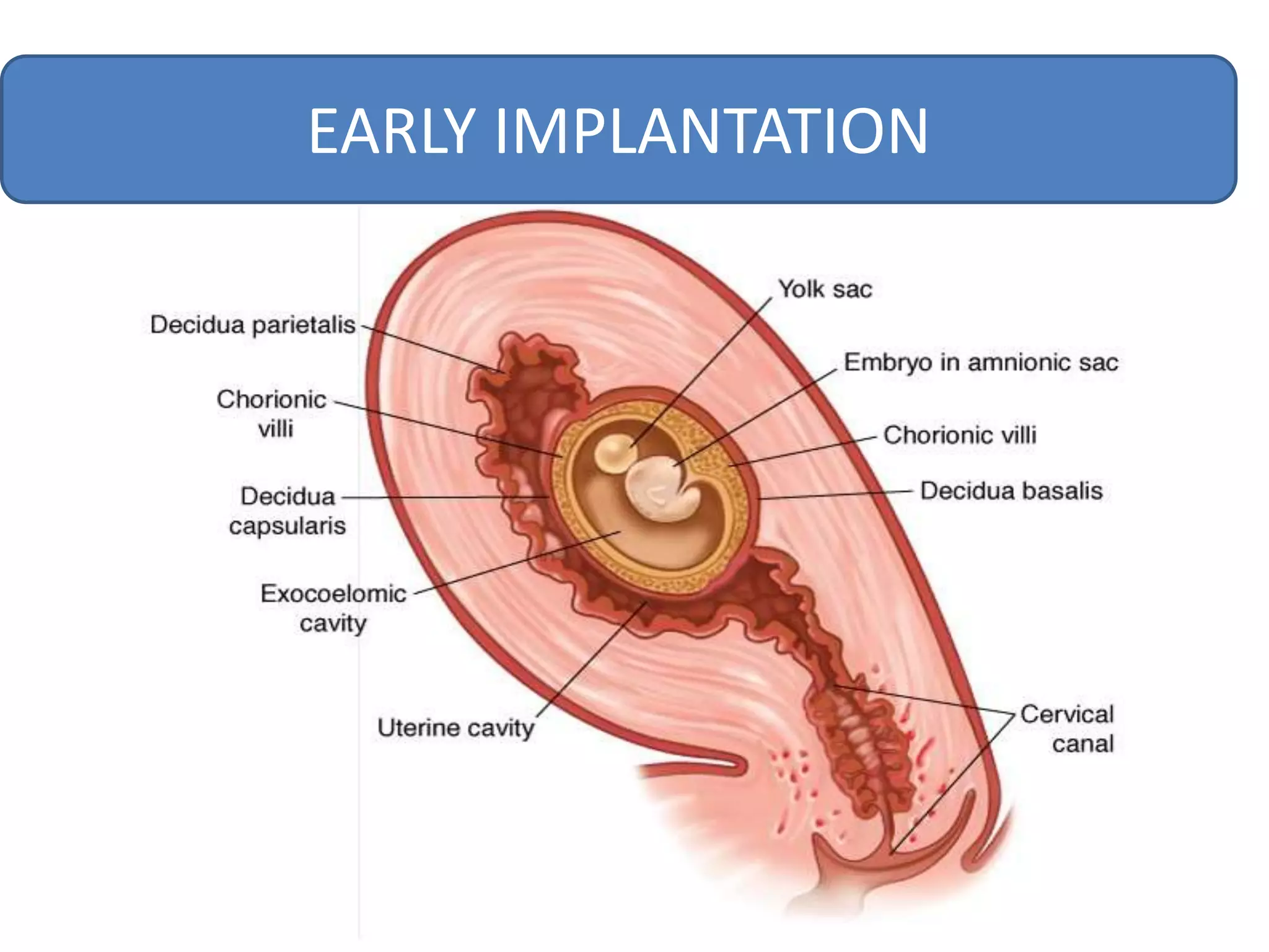 EARLY IMPLANTATION
 