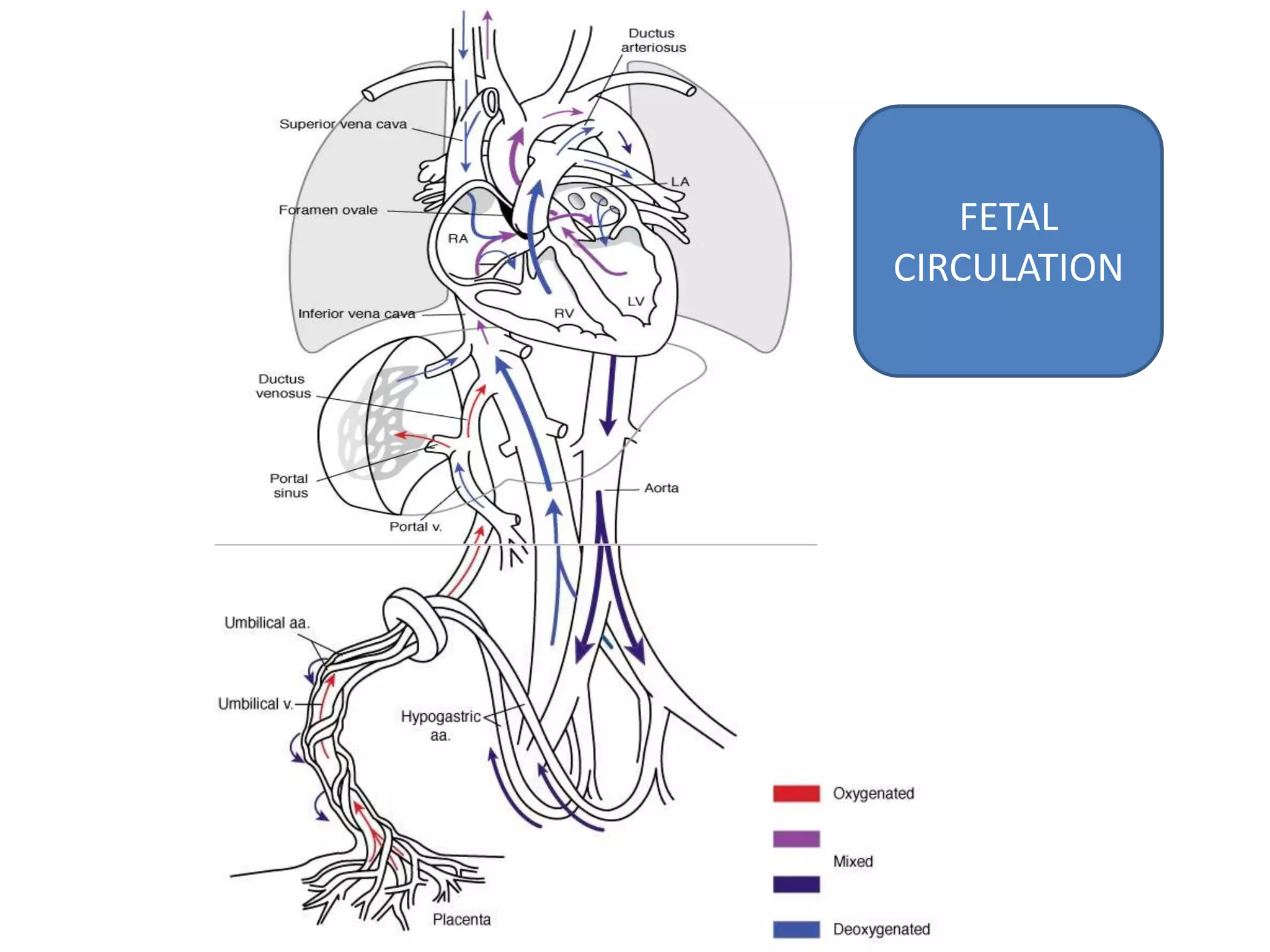 FETAL
CIRCULATION
 