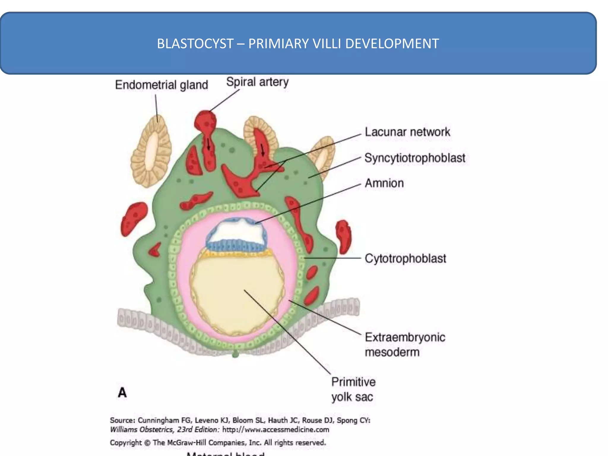 BLASTOCYST – PRIMIARY VILLI DEVELOPMENT
 