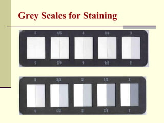 Grey Scales for Staining
 