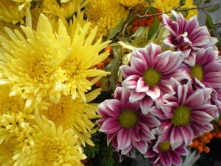 Colourful Chrysanthemums ( Nikos)