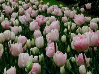Colourful Tulips For You...