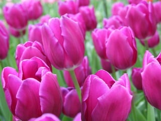 Colourful Tulips For You...