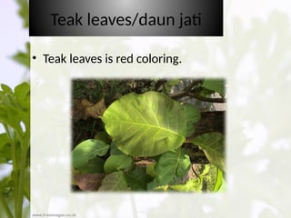 PEWARNAAN DI TANAMAN - BIOLOGI SMP viii.pptx