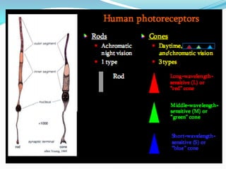 Color Vision Classification Color vision : introduction, classification, causes | PDF