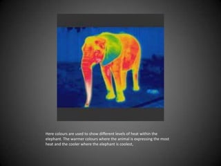 Here colours are used to show different levels of heat within the elephant. The warmer colours where the animal is expressing the most heat and the cooler where the elephant is coolest,,[object Object]