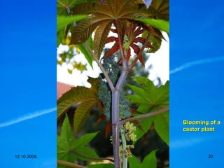 Blooming of a castor plant