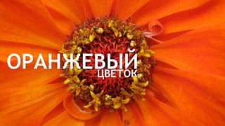 Цвета | Colours