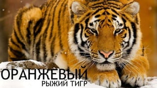 Цвета | Colours