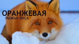 Цвета | Colours