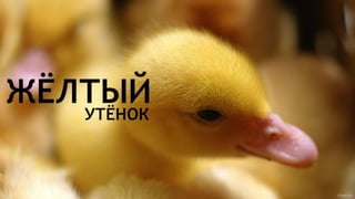 Цвета | Colours