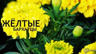 Цвета | Colours