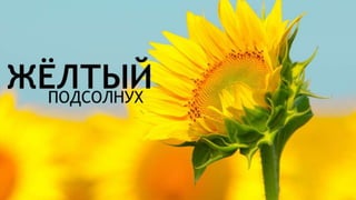 Цвета | Colours