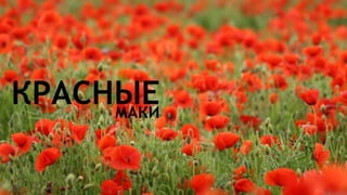 Цвета | Colours