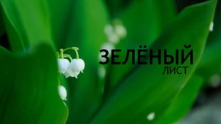 Цвета | Colours