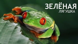 Цвета | Colours