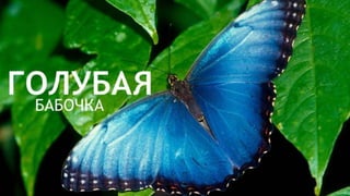 Цвета | Colours