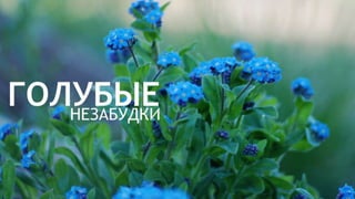 Цвета | Colours