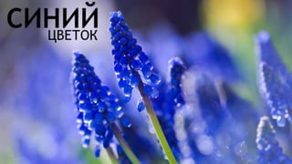 Цвета | Colours