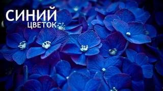 Цвета | Colours