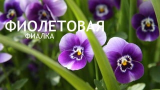 Цвета | Colours
