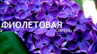 Цвета | Colours