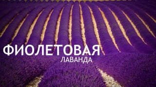 Цвета | Colours