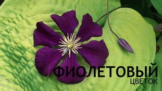 Цвета | Colours