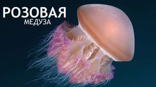 Цвета | Colours