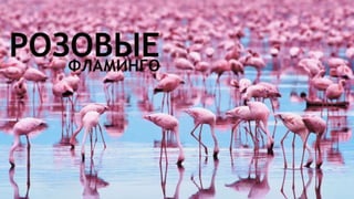 Цвета | Colours