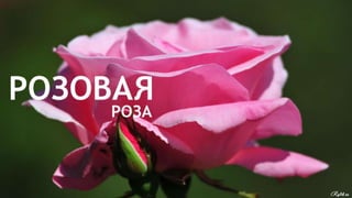 Цвета | Colours