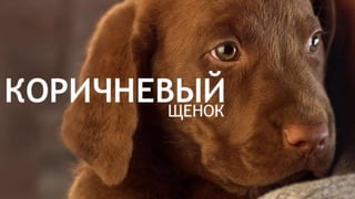 Цвета | Colours